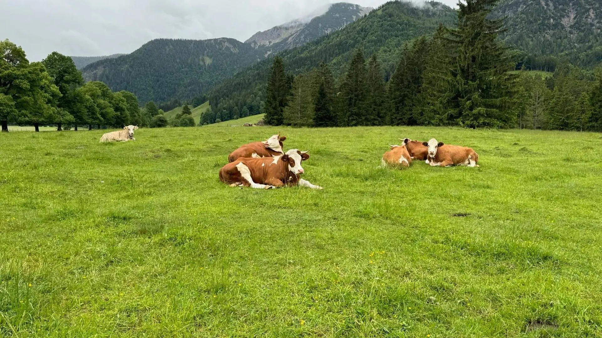 Panorama Chalet Bayrischzell